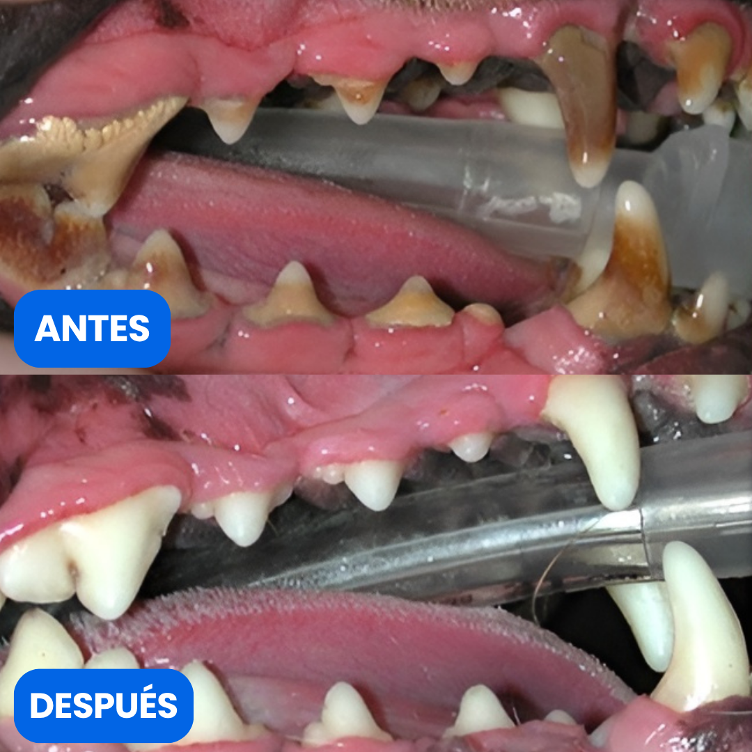 PawMotion™ BocaGrip Dental para Perros
